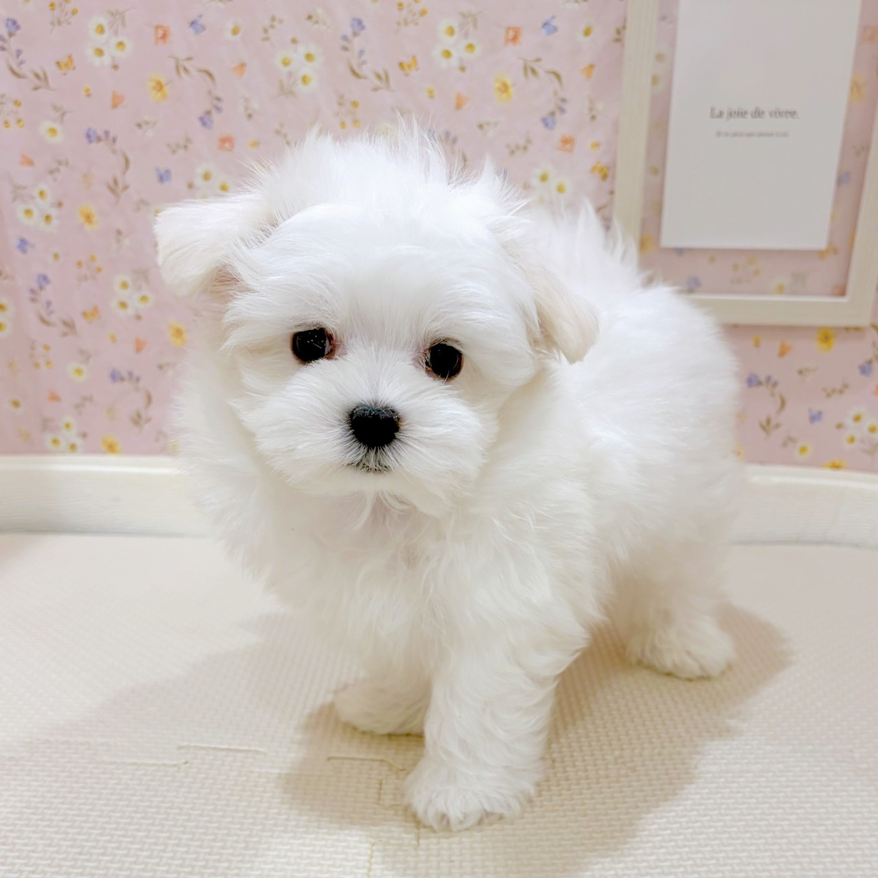 細川さん作品、小さなマルチーズ 石川県のマルチーズ ホワイト 男の子のご紹介(194756) | ペット