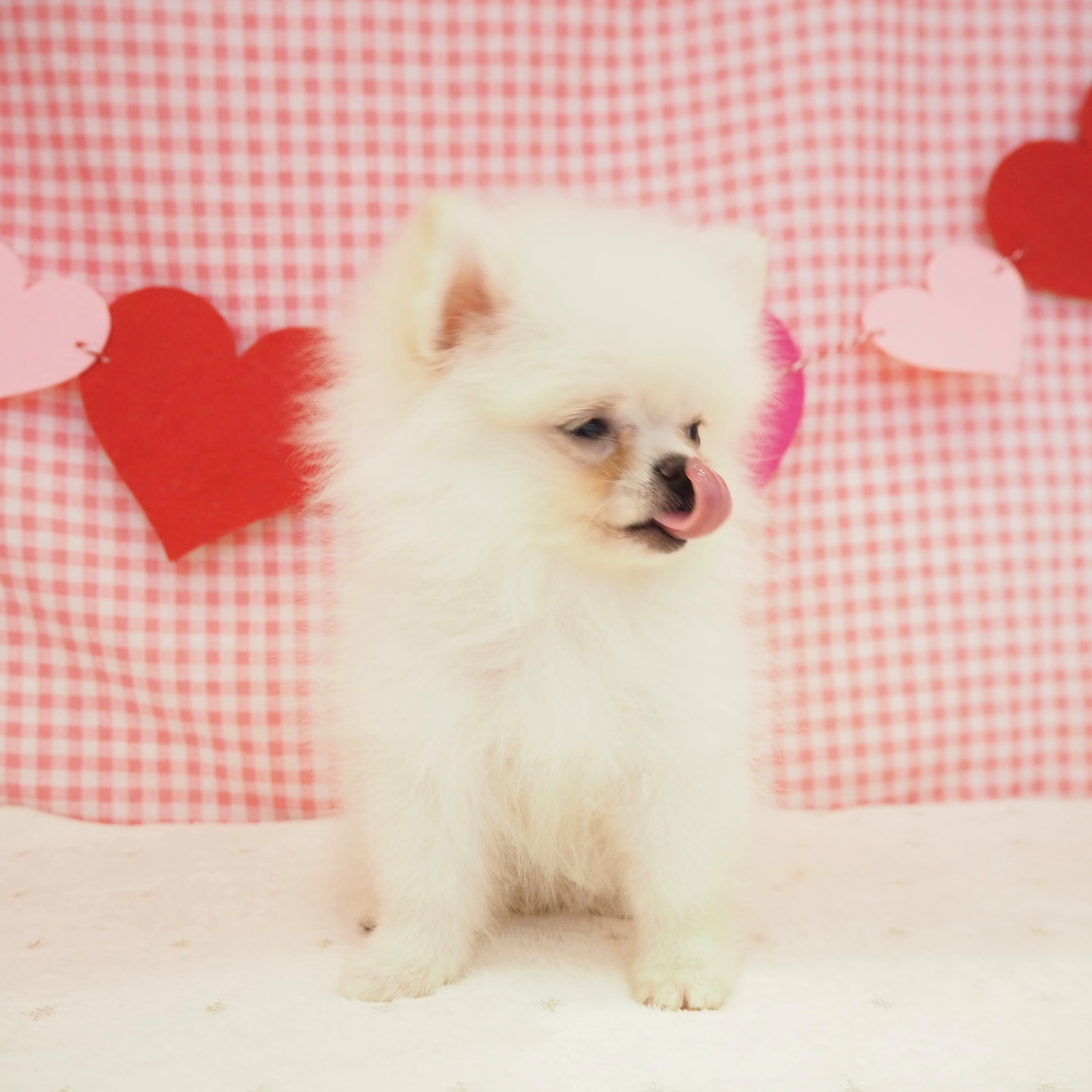 2025年8月9日生まれのポメチワ/チワポメ/ポメチー(ポメラニアン×チワワ)の5枚目の写真