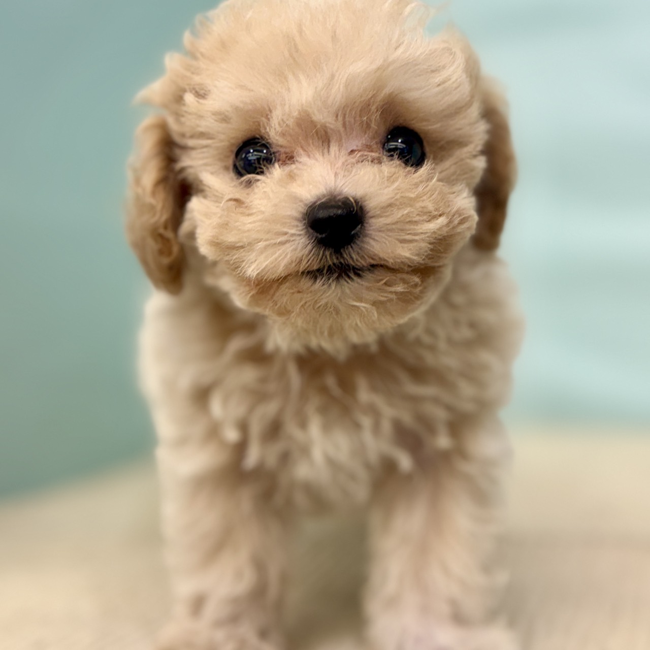 2025年8月24日生まれのマルプー(マルチーズ×プードル)の5枚目の写真