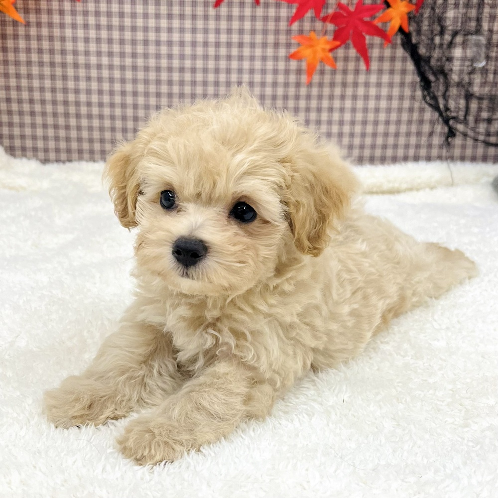 2025年8月24日生まれのマルプー(マルチーズ×プードル)の5枚目の写真