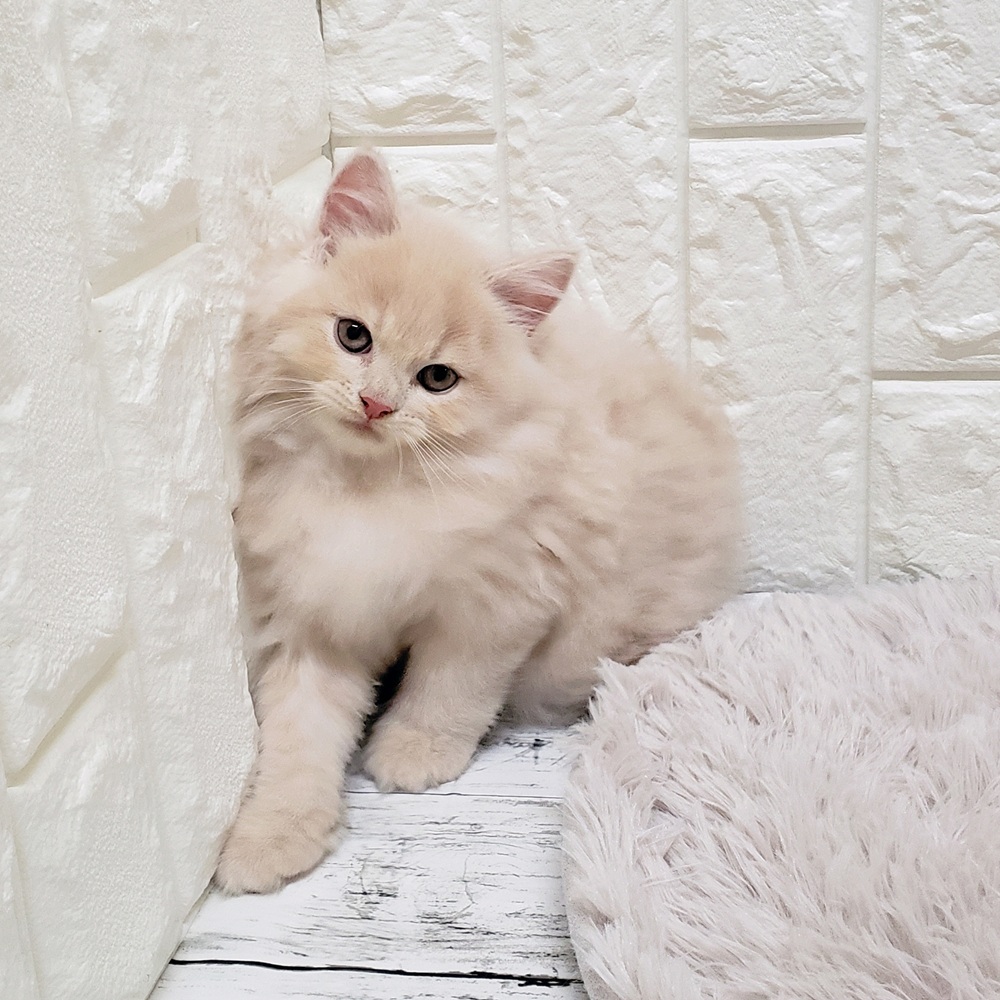 岡山県のスコティッシュストレート (犬の家&猫の里岡山店/2025年8月23日生まれ/男の子/クリームタビー)の子猫