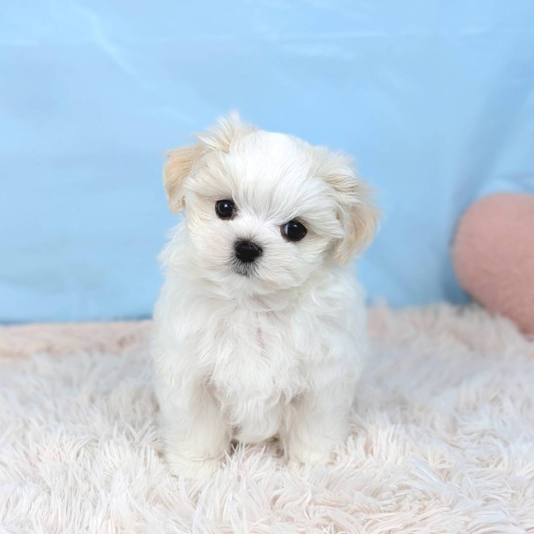 兵庫県のマルチーズ (犬の家＆猫の里川西店/2025年8月23日生まれ/男の子/ホワイト)の子犬の1枚目の画像