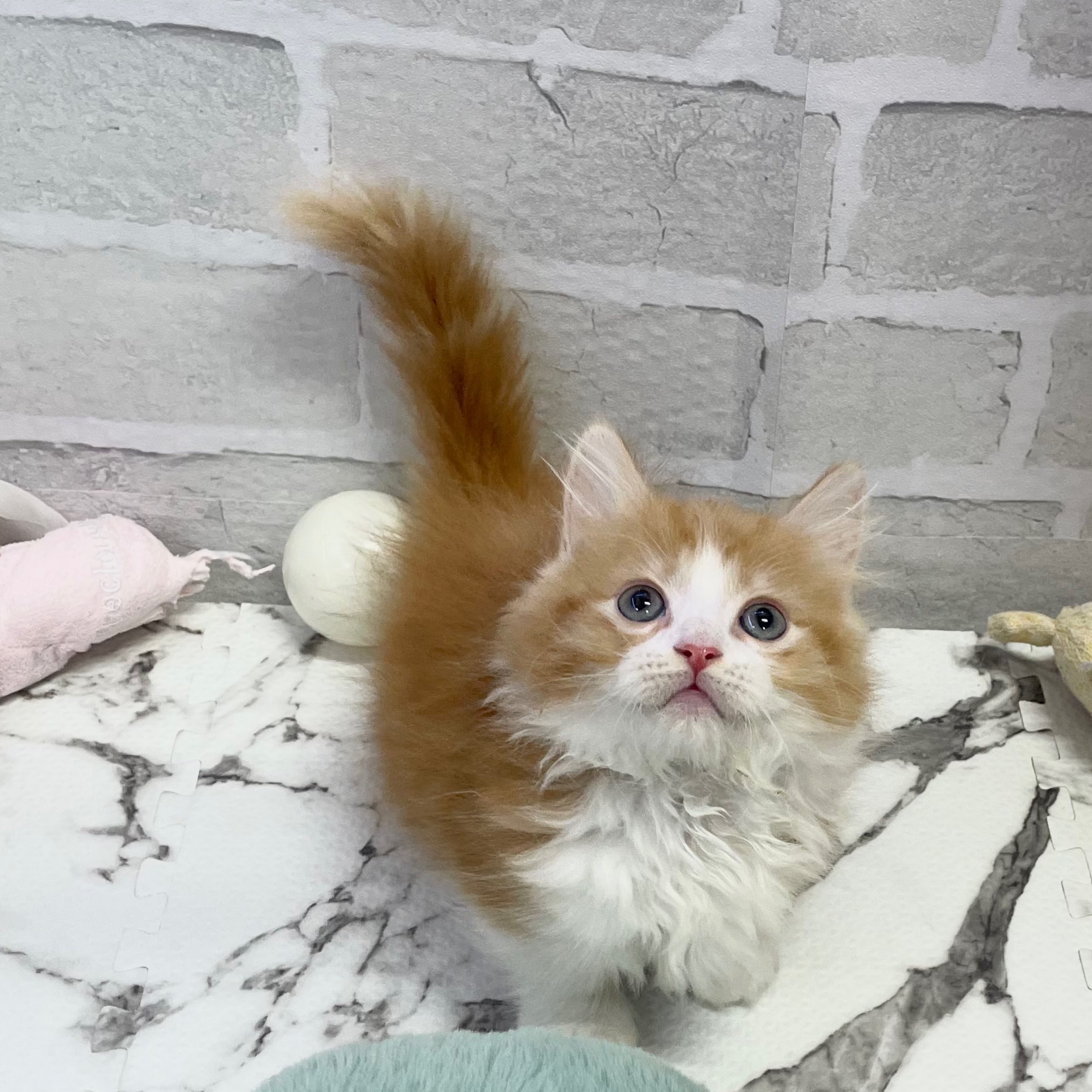 愛知県のミヌエット (犬の家＆猫の里岡崎店/2025年8月22日生まれ/女の子/レッドタビーホワイト)の子猫の1枚目の画像