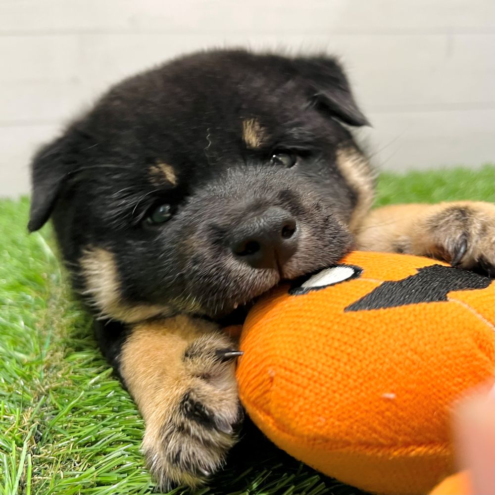 2025年8月24日生まれの柴犬(標準サイズ)の5枚目の写真