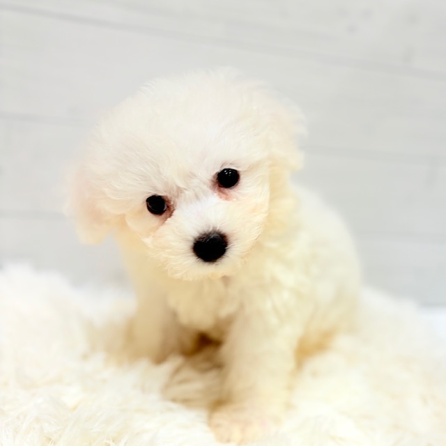 愛知県のビションプー(ビションフリーゼ×プードル) (犬の家&猫の里豊田店/2025年8月24日生まれ/女の子/ホワイト)の子犬の1枚目の画像