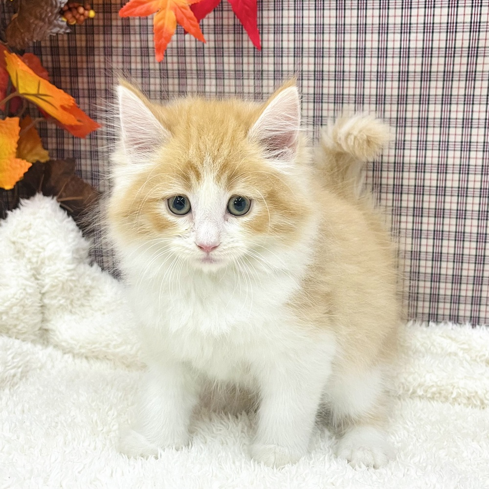 2025年8月20日生まれのノルウェージャンフォレストキャットの5枚目の写真