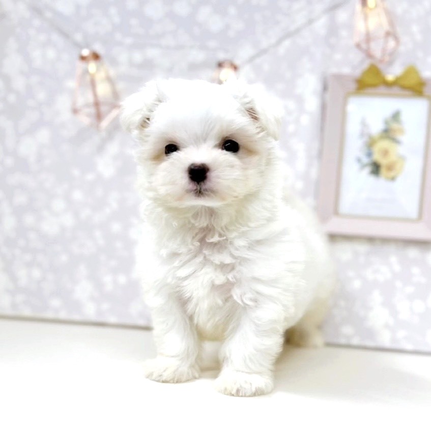 富山県のマルチーズ (犬の家＆猫の里アミーゴ高岡蓮花寺店/2025年8月20日生まれ/女の子/ホワイト)の子犬の1枚目の画像