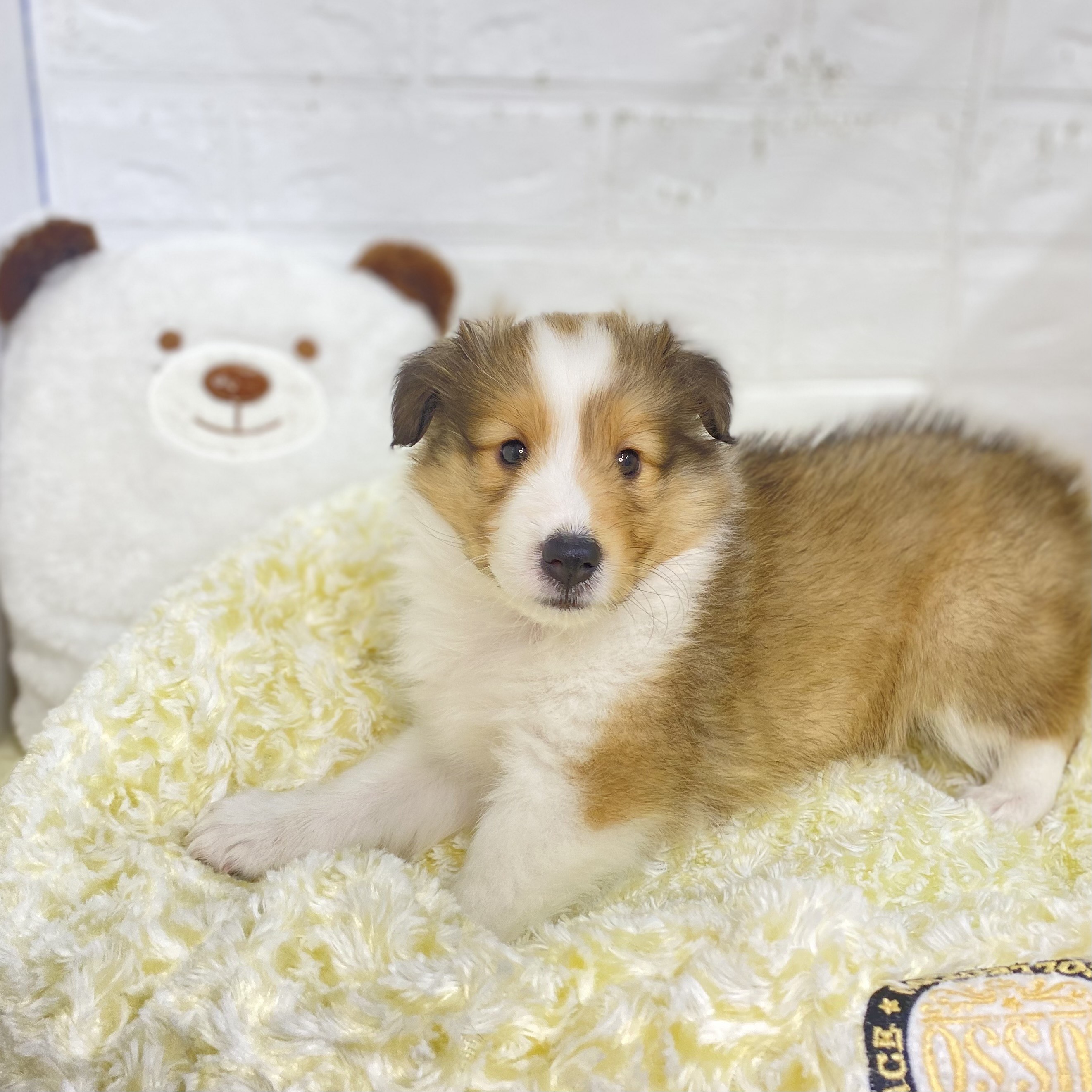 2025年8月25日生まれのシェットランドシープドッグの5枚目の写真