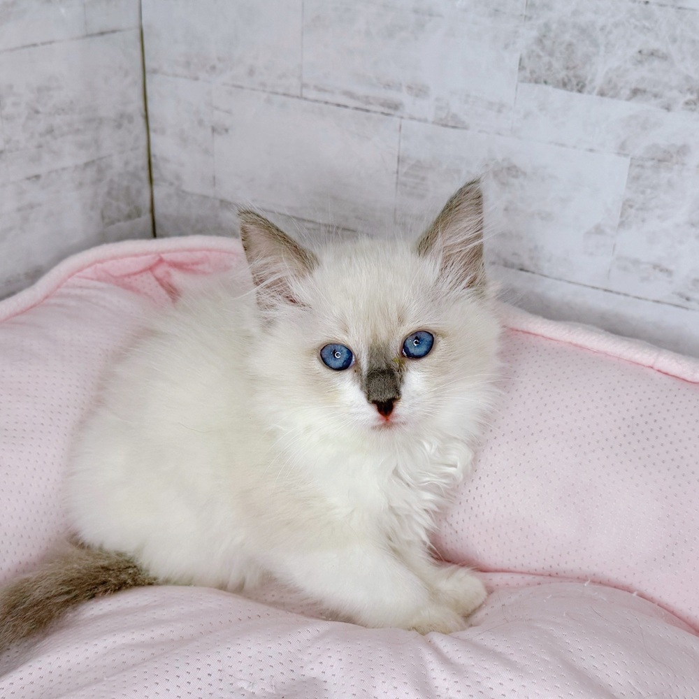 長野県のラグドール (犬の家＆猫の里塩尻店/2025年8月23日生まれ/女の子/ブルーポイント)の子猫の1枚目の画像