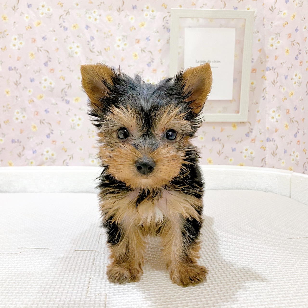 石川県のヨークシャーテリア (犬の家＆猫の里金沢店/2025年8月25日生まれ/女の子/スチールブルータン)の子犬の1枚目の画像