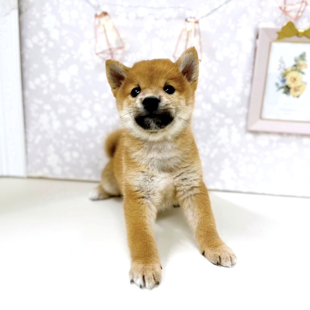2025年8月26日生まれの柴犬(標準サイズ)の5枚目の写真