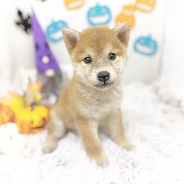 2025年8月26日生まれの柴犬(標準サイズ)の5枚目の写真