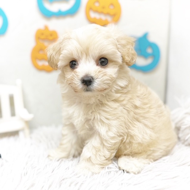 2025年8月25日生まれのマルプー(マルチーズ×プードル)の5枚目の写真