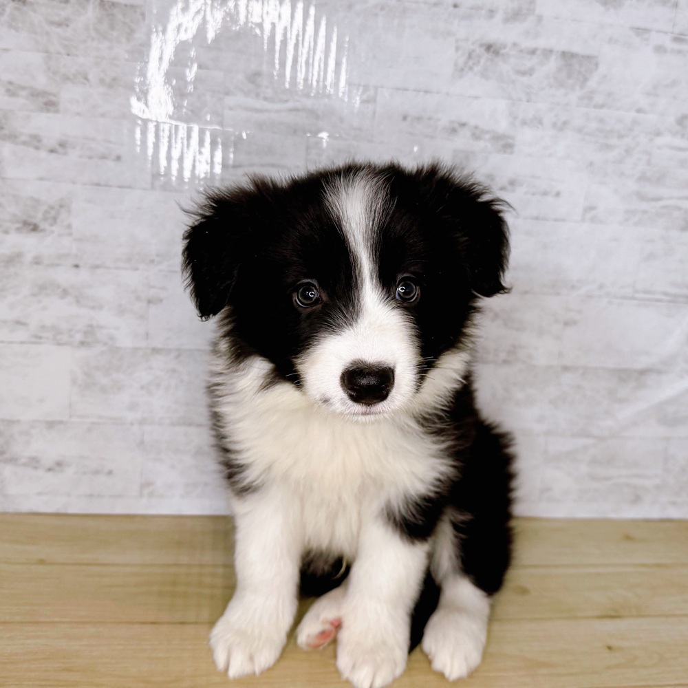 長野県のボーダーコリー (犬の家＆猫の里長野店/2025年8月24日生まれ/男の子/ブラックホワイト)の子犬