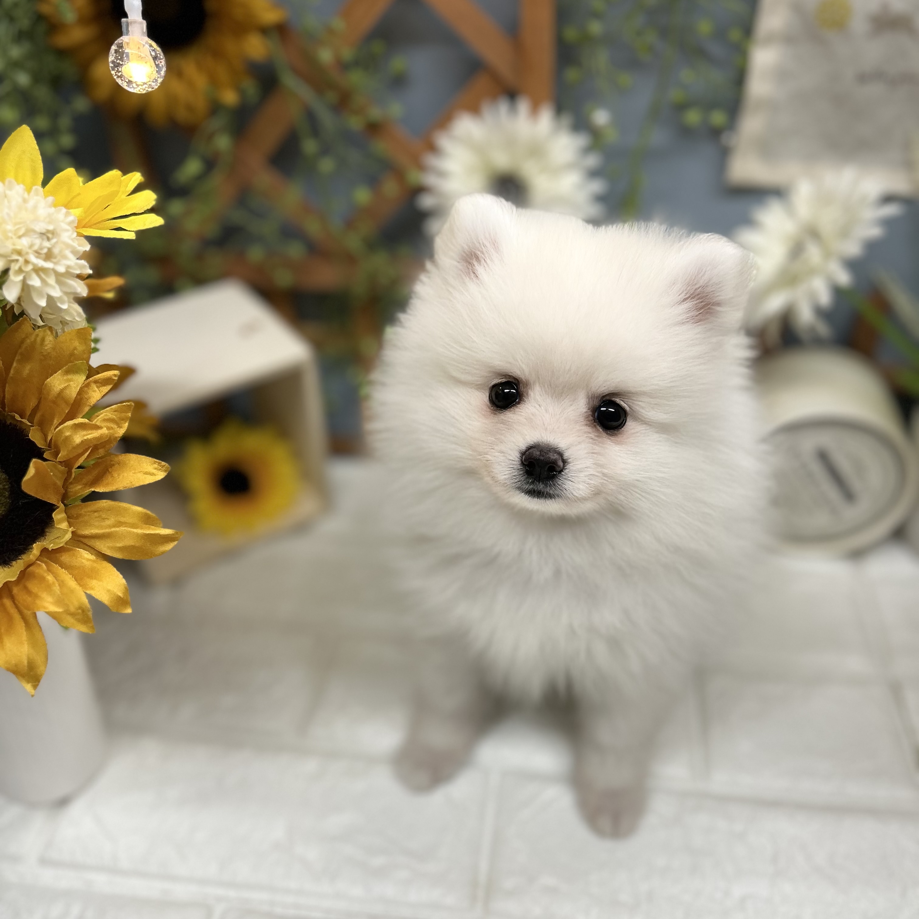 千葉県のポメラニアン (犬の家＆猫の里ワンズモール稲毛店/2025年8月22日生まれ/男の子/クリーム)の子犬の1枚目の画像