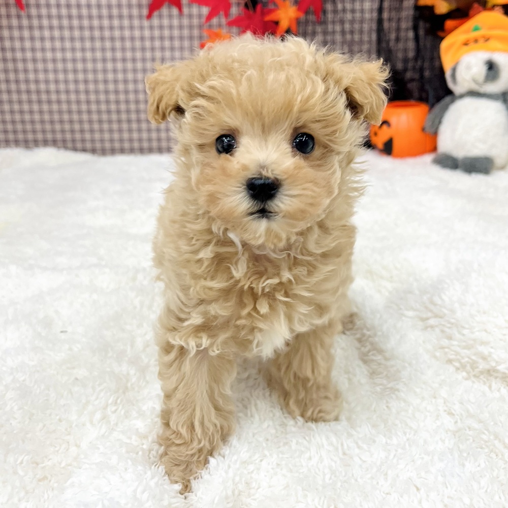 2025年8月22日生まれのマルプー(マルチーズ×プードル)の5枚目の写真