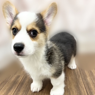 兵庫県のウェルシュコーギーペンブローク (犬の家＆猫の里カナート西神戸店/2025年8月26日生まれ/男の子/ブラックタンホワイト)の子犬の1枚目の画像
