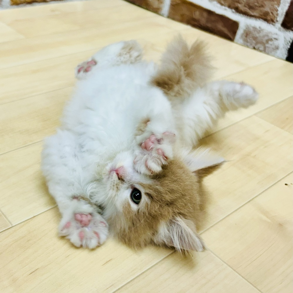 2025年8月27日生まれのノルウェージャンフォレストキャットの5枚目の写真