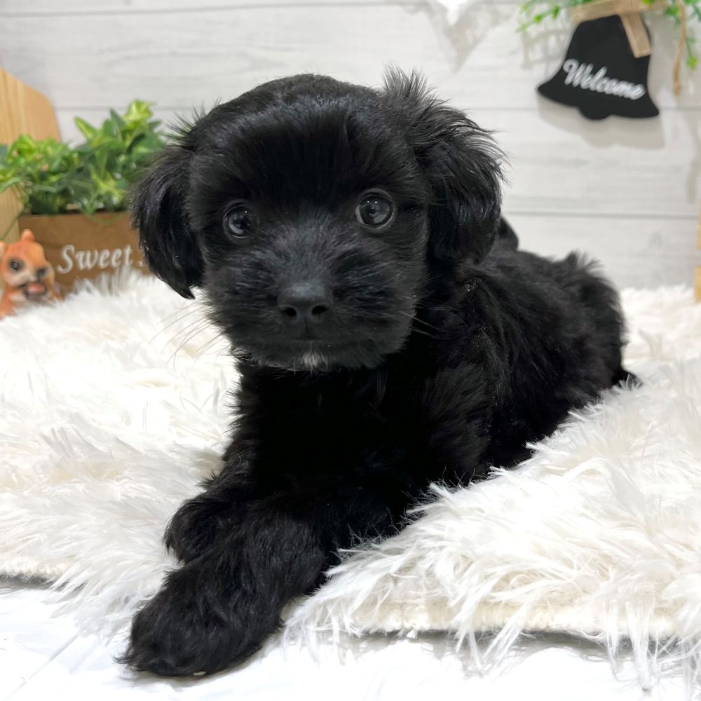 愛知県のダップー(ダックス×プードル) (犬の家&猫の里豊田店/2025年8月26日生まれ/男の子/ブラックホワイト)の子犬の1枚目の画像