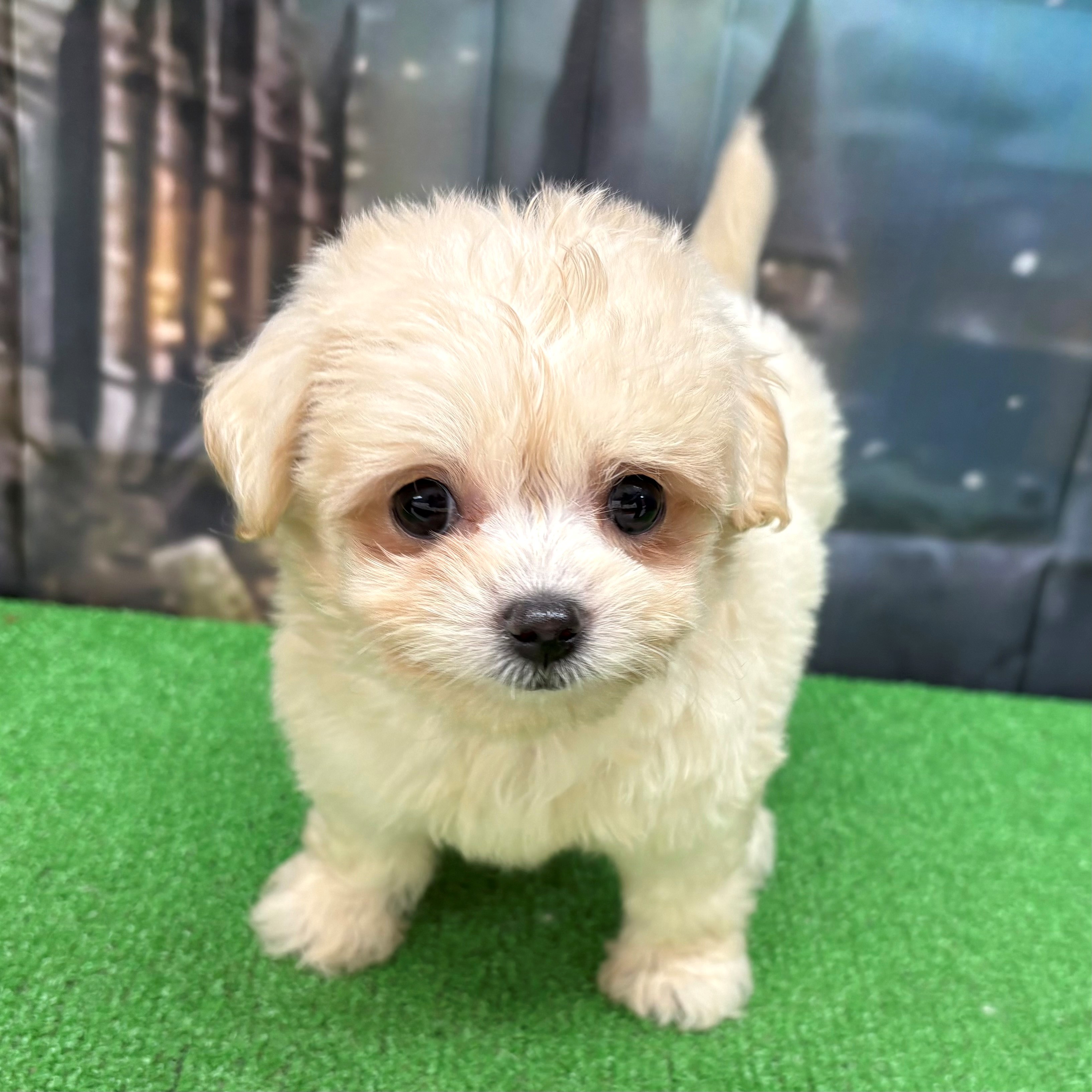 愛知県のチワプー/プーチー(チワワ×プードル) (犬の家＆猫の里名古屋天白店/2025年8月27日生まれ/女の子/クリーム)の子犬の1枚目の画像