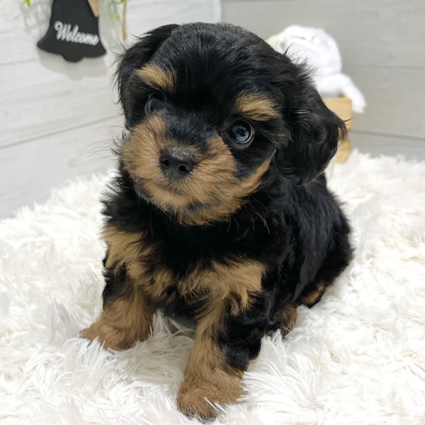 愛知県のチワプー/プーチー(チワワ×プードル) (犬の家＆猫の里豊田店/2025年8月27日生まれ/女の子/ブラックタン)の子犬の1枚目の画像