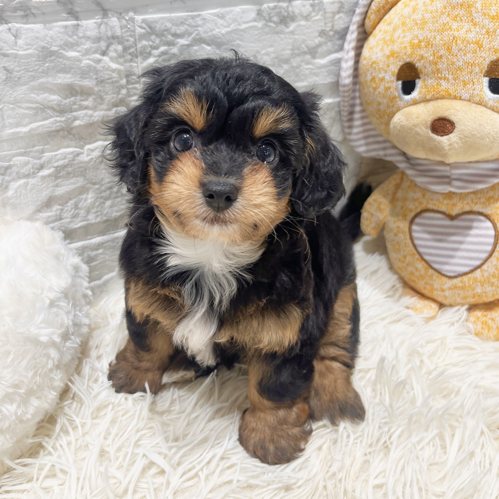 2025年8月27日生まれのチワプー/プーチー(チワワ×プードル)の5枚目の写真