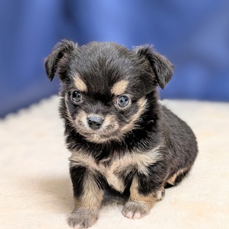 2025年8月27日生まれのチワワ(ロング)の5枚目の写真