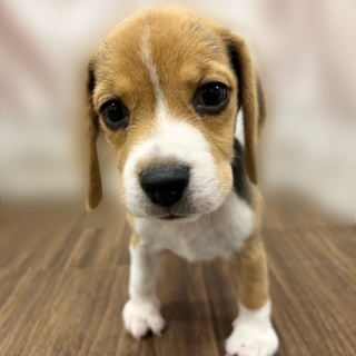 2025年8月28日生まれのビーグルの5枚目の写真