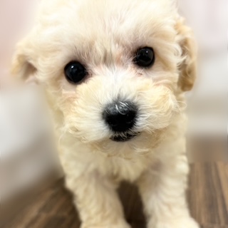 2025年8月28日生まれのビションプー(ビションフリーゼ×プードル)の5枚目の写真