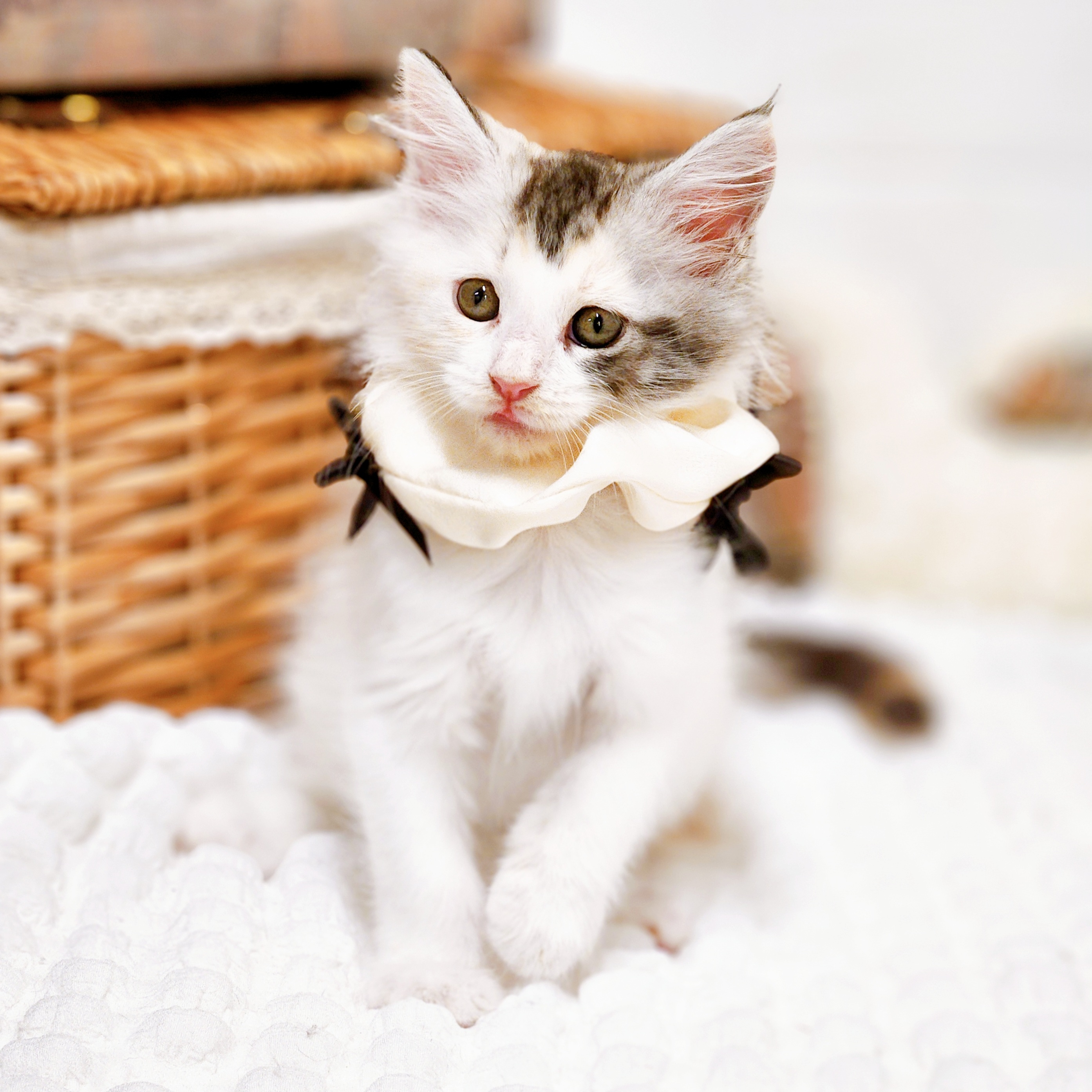 2025年8月28日生まれのメインクーンの5枚目の写真