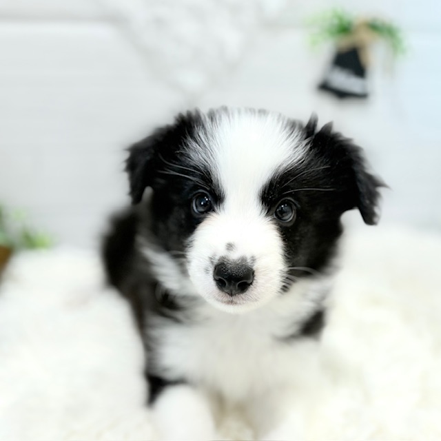 ボーダーコリーの写真