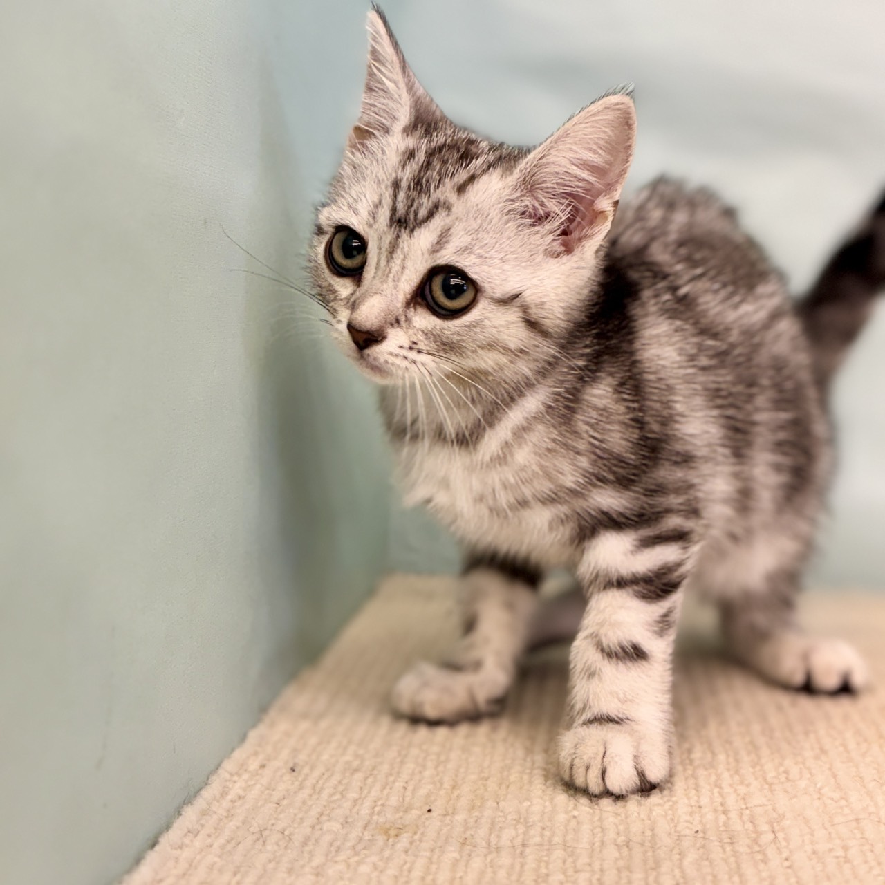 2025年8月28日生まれのアメリカンショートヘアーの5枚目の写真