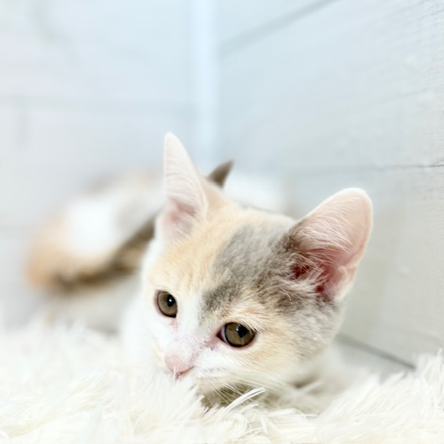 2025年8月29日生まれのスコティッシュストレートの5枚目の写真