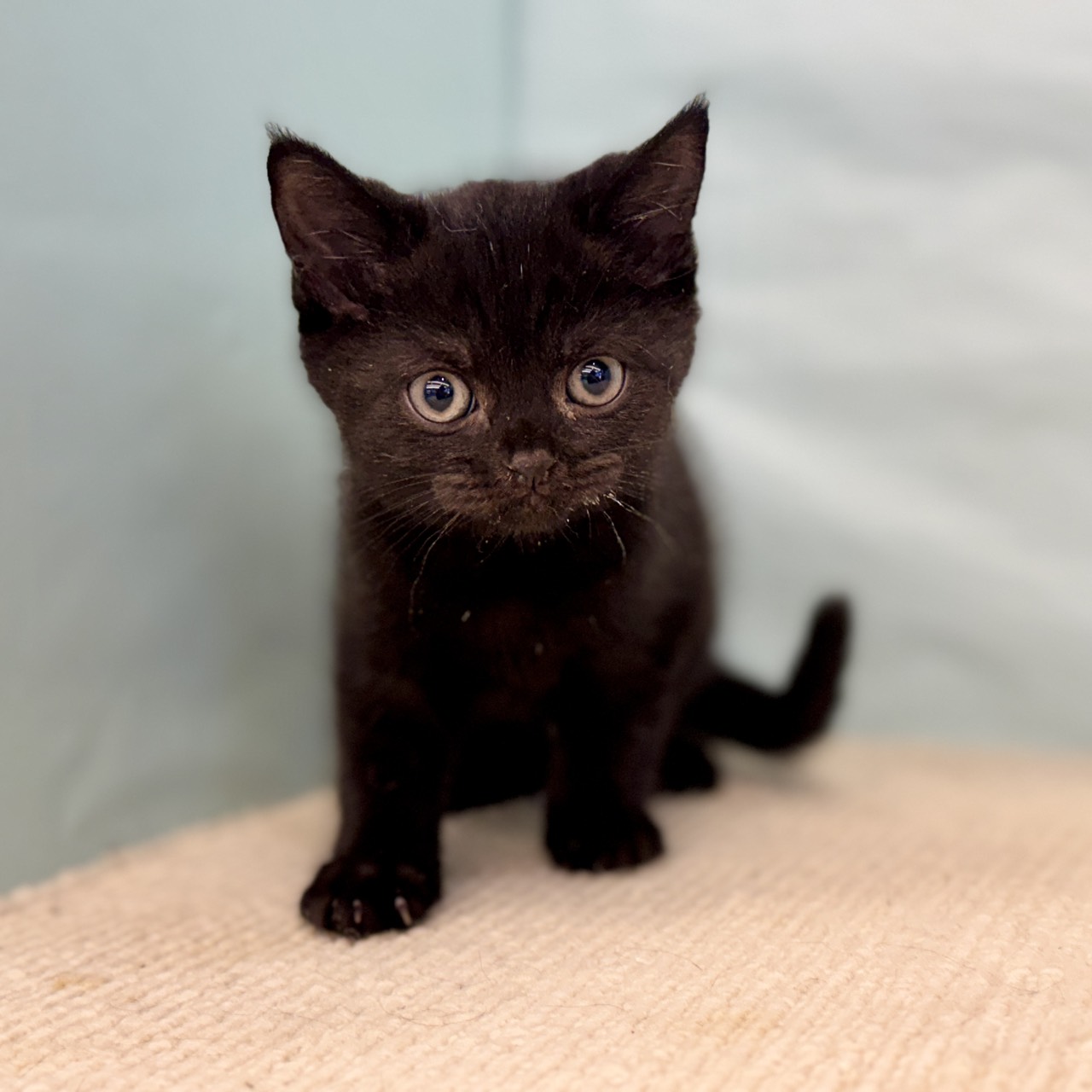 愛知県のブリティッシュショートヘアー (犬の家＆猫の里春日井本店/2025年8月29日生まれ/男の子/ブラック)の子猫の1枚目の画像