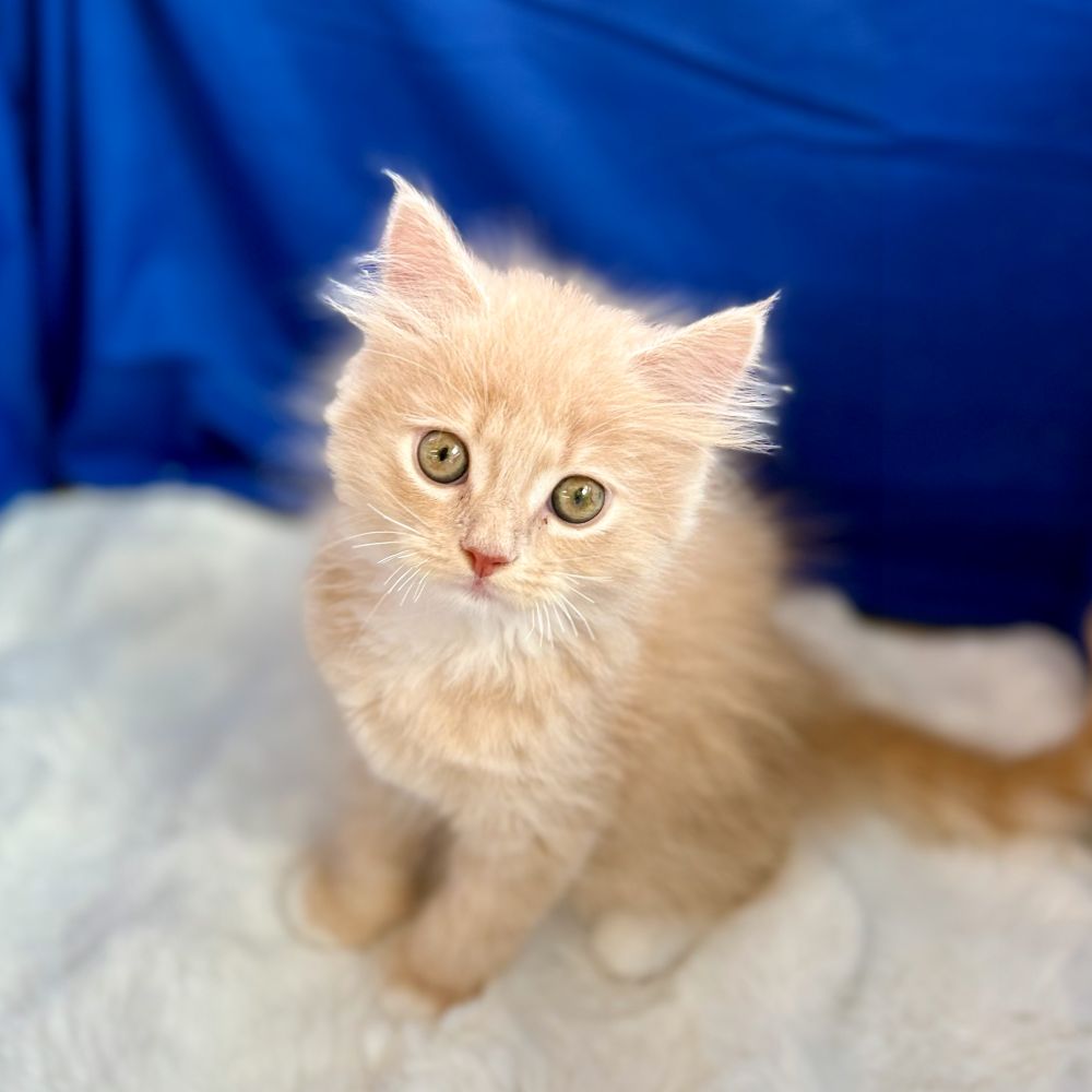 2025年8月27日生まれのサイベリアンの5枚目の写真