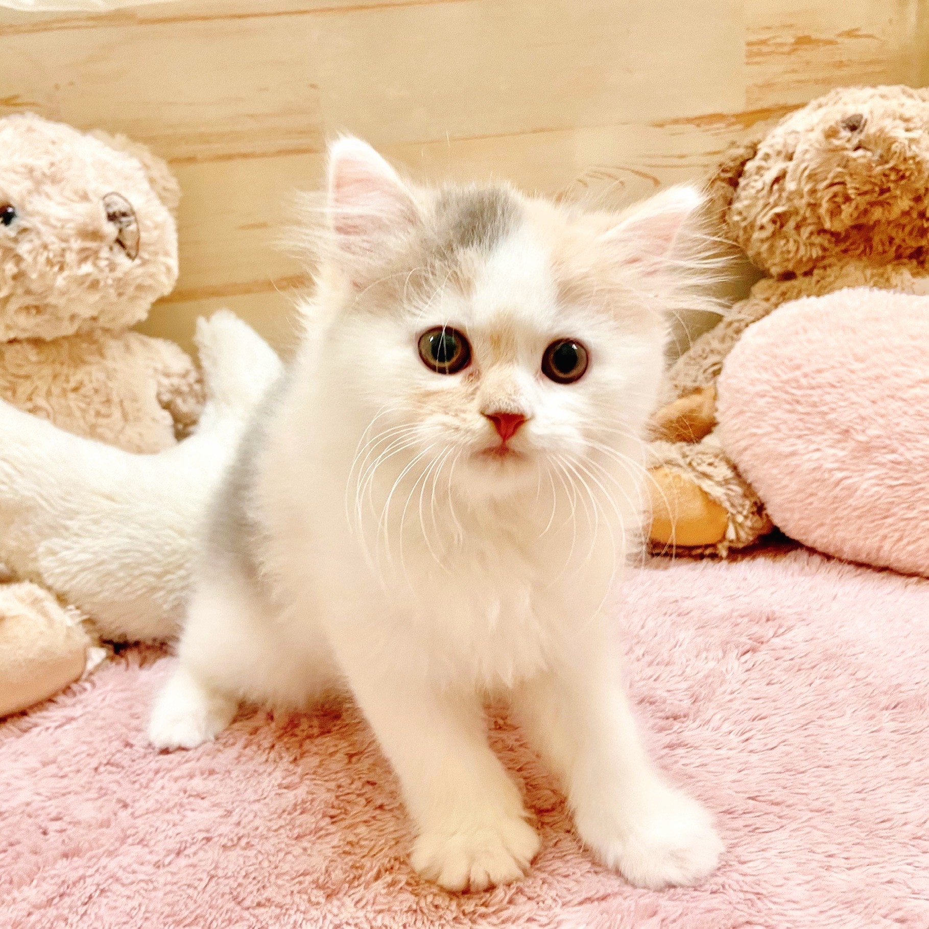 兵庫県のスコティッシュストレート (犬の家&猫の里神戸店/2025年8月31日生まれ/女の子/ブルーパッチドタビーホワイト)の子猫の1枚目の画像