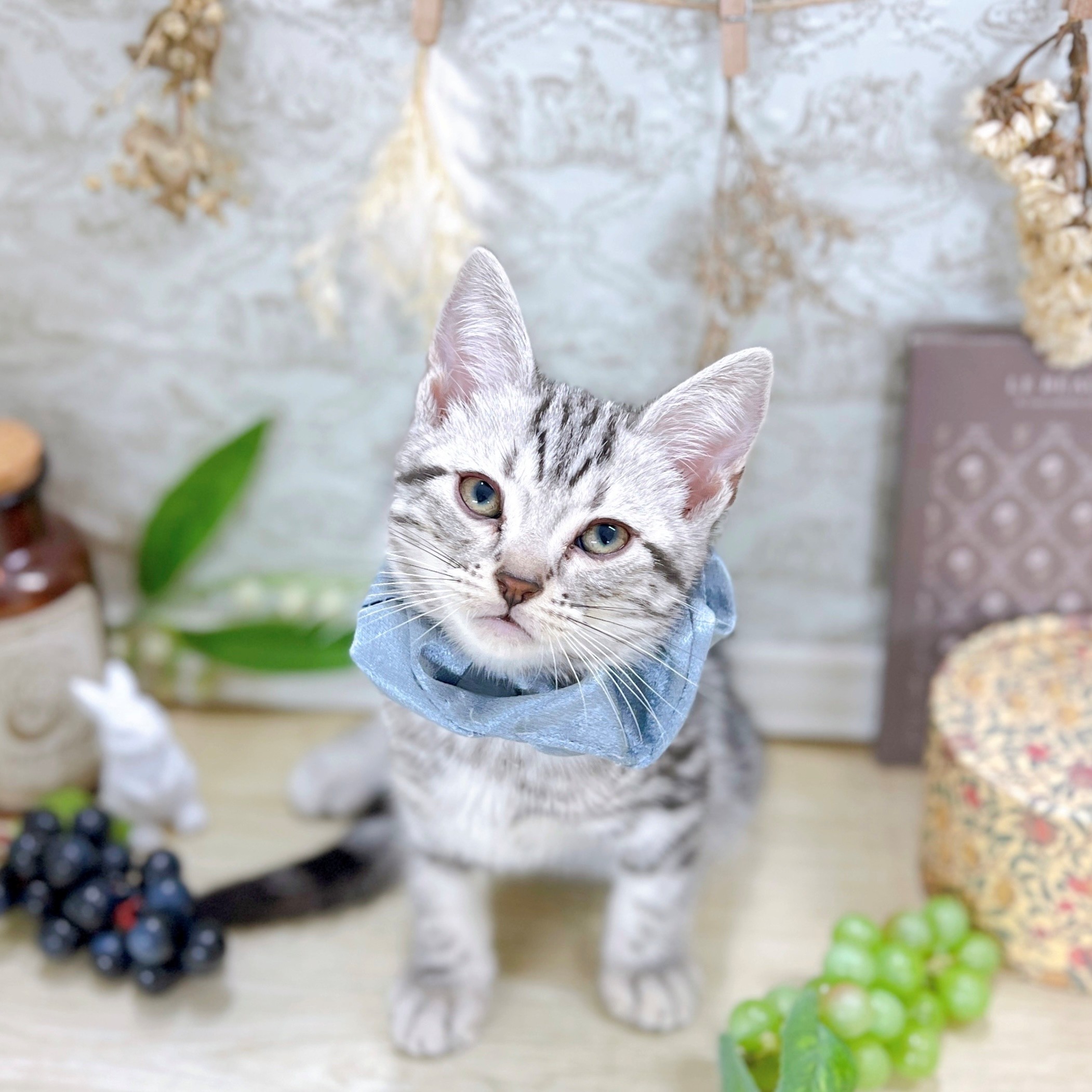 福井県のアメリカンショートヘアー (犬の家&猫の里アミーゴ福井大和田店/2025年8月24日生まれ/男の子/シルバータビー)の子猫の1枚目の画像