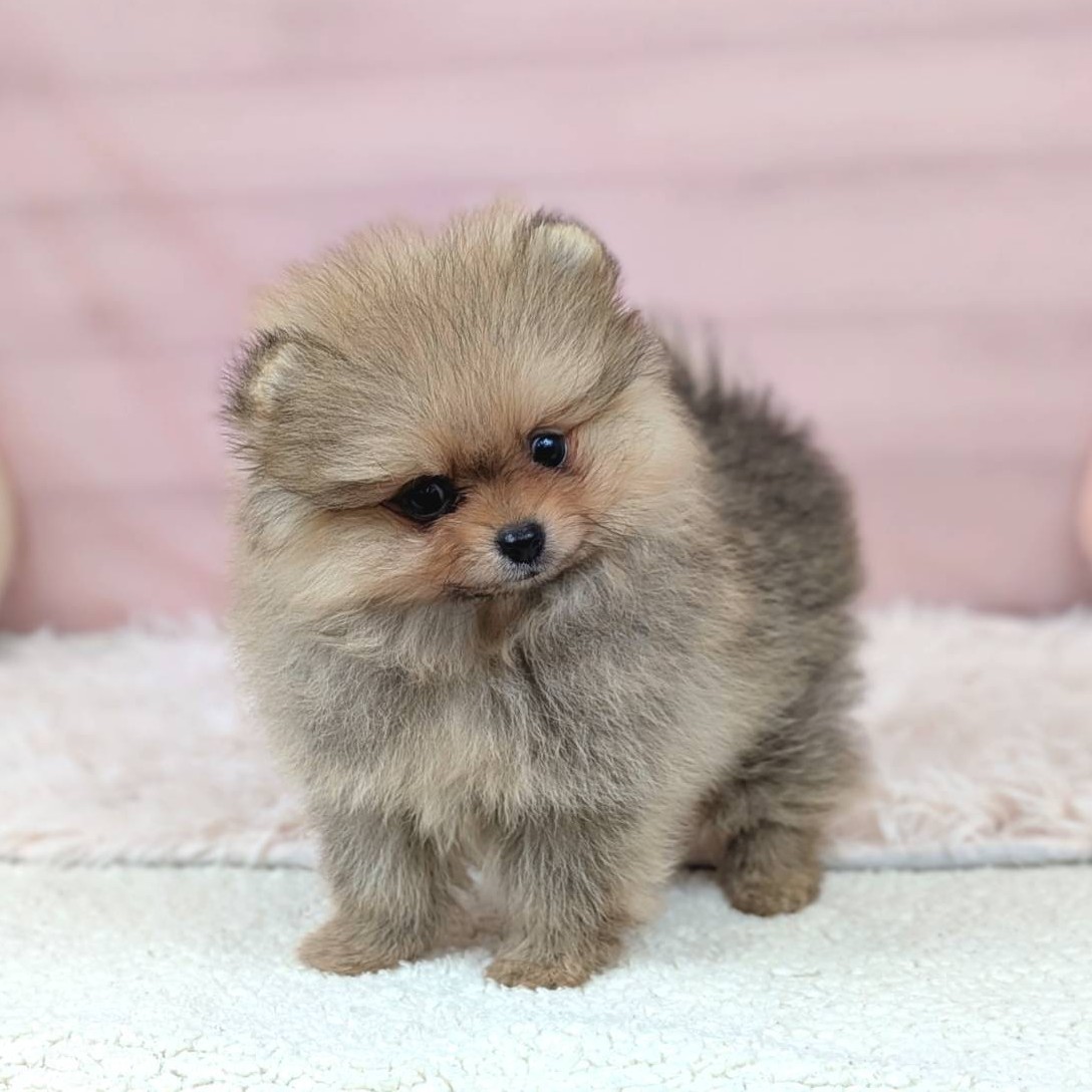2025年8月30日生まれのポメラニアンの5枚目の写真