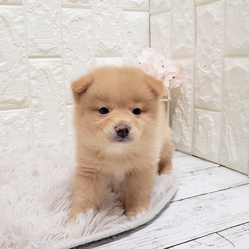 岡山県のポメ柴/豆ポメ/ポメ豆柴(ポメラニアン×柴犬) (犬の家＆猫の里岡山店/2025年8月31日生まれ/男の子/赤)の子犬の1枚目の画像