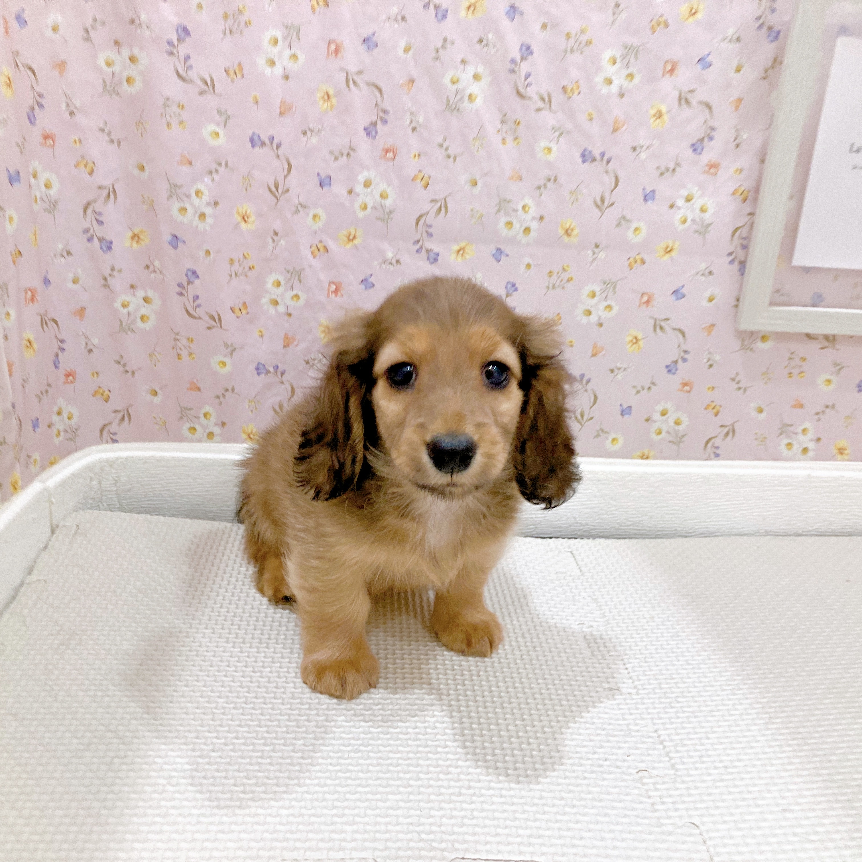 石川県のカニンヘンダックスフンド(ロング) (犬の家＆猫の里金沢店/2025年8月26日生まれ/男の子/シェーデットレッド)の子犬