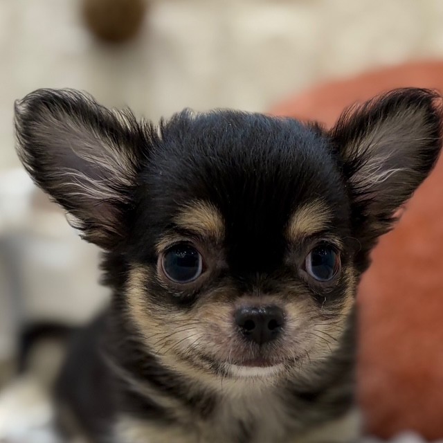 倉敷店（岡山県）のチワワ（ロング）の子犬一覧 | ペットショップ 犬の