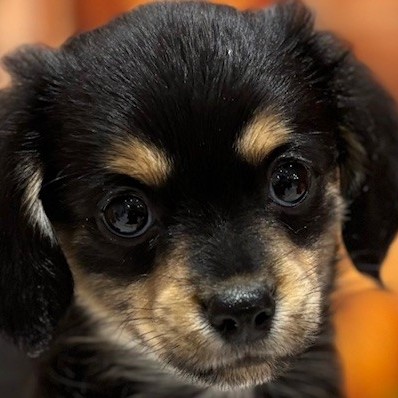 福岡県のチワックス(チワワ×ダックス) (犬の家＆猫の里トリアス久山店/2025年9月1日生まれ/男の子/ブラックタン)の子犬の1枚目の画像