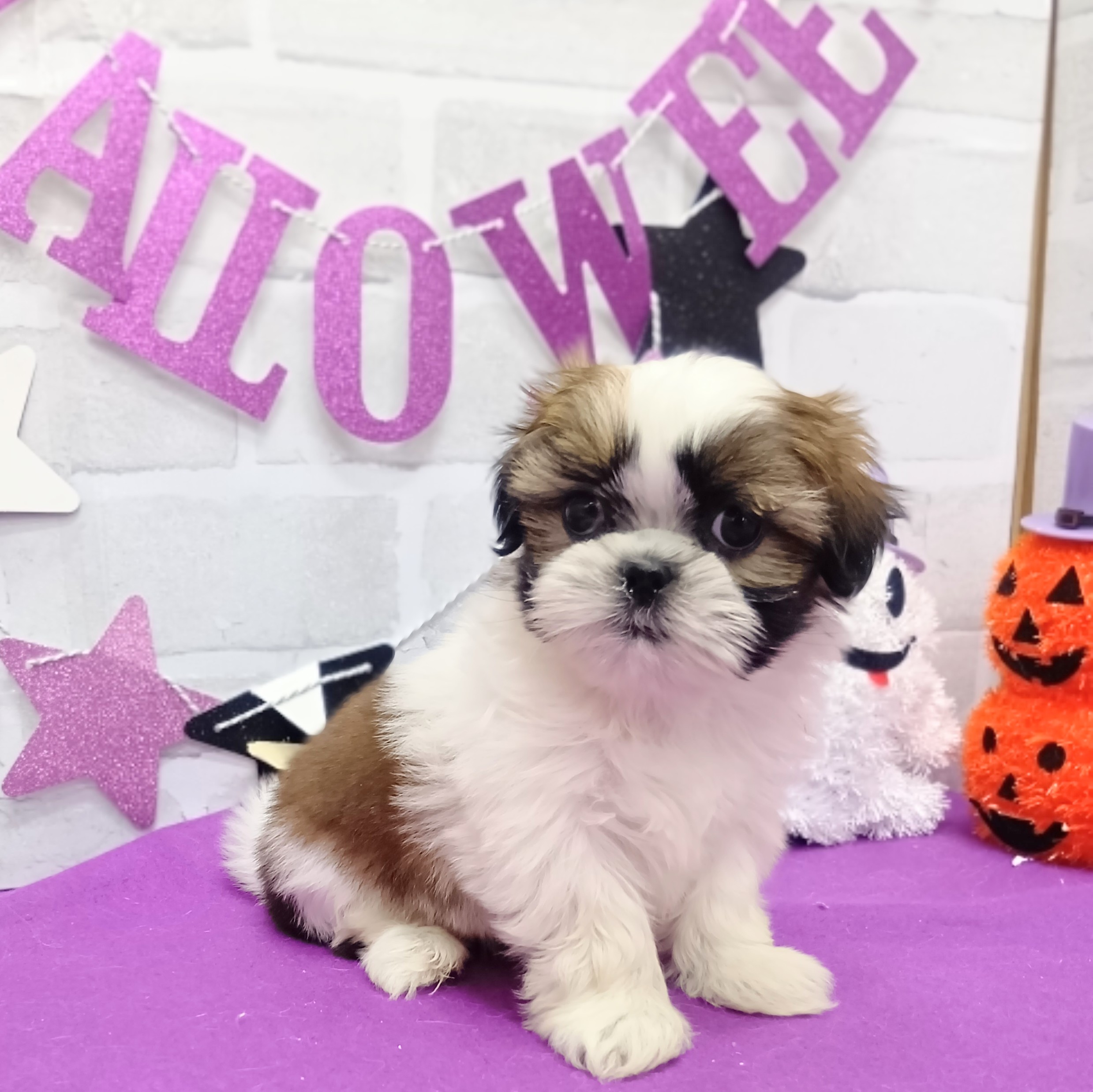 静岡県のシーズー (犬の家＆猫の里プレ葉ウォーク浜北店/2025年9月1日生まれ/女の子/ゴールドホワイト)の子犬の1枚目の画像