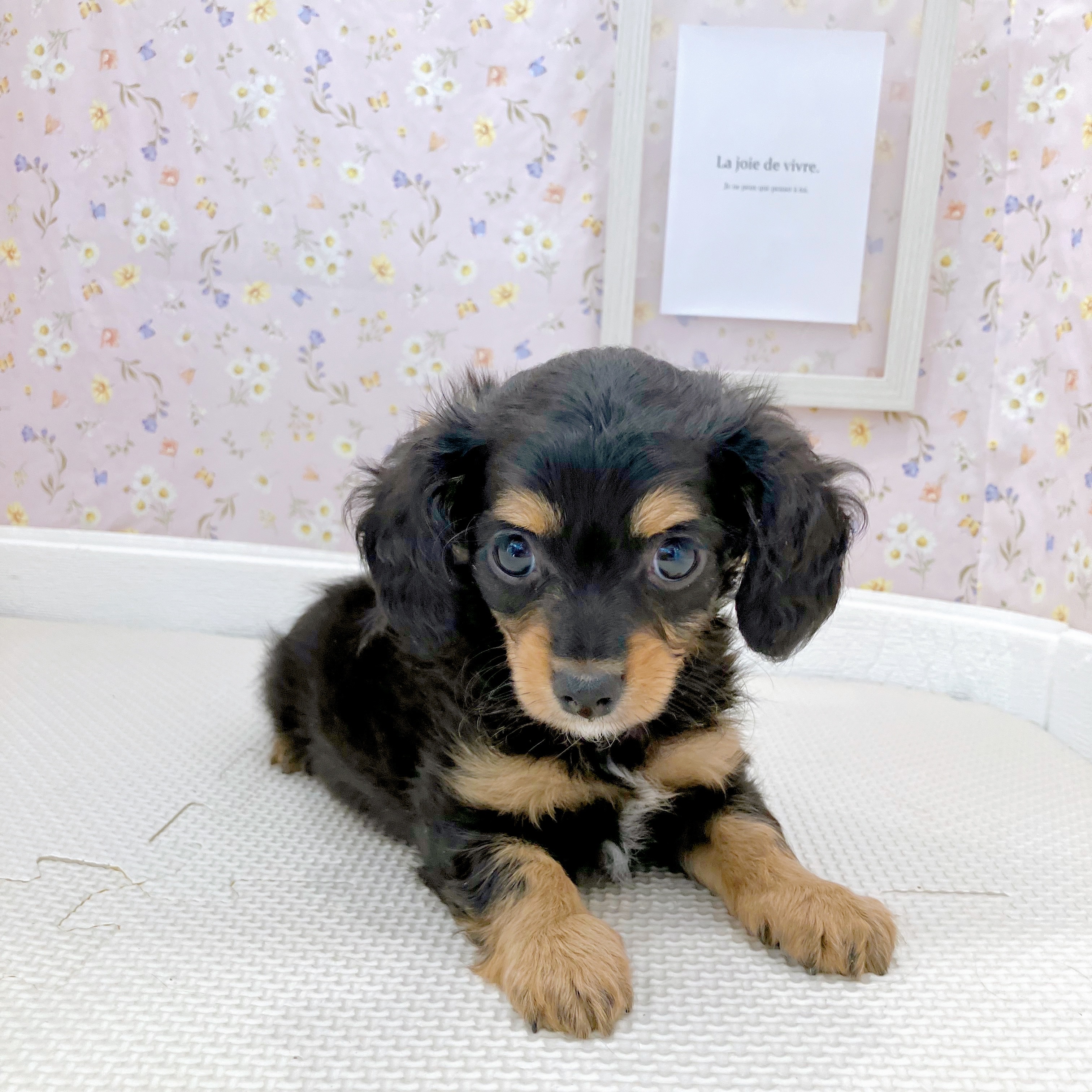 石川県のチワックス(チワワ×ダックス) (犬の家＆猫の里金沢店/2025年9月1日生まれ/女の子/ブラックタン)の子犬