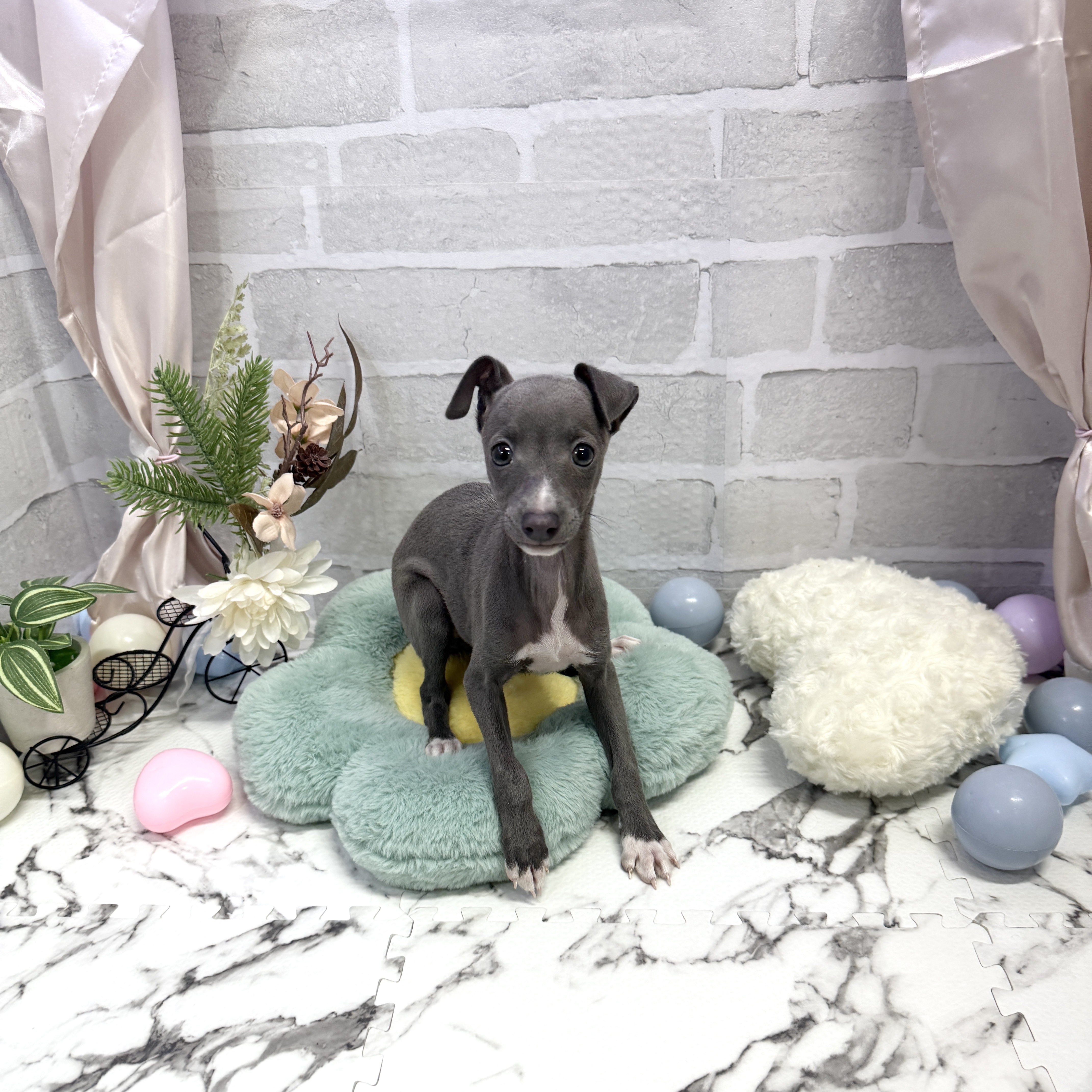 愛知県のイタリアングレーハウンド (犬の家＆猫の里岡崎店/2025年9月1日生まれ/女の子/ブルーホワイト)の子犬の1枚目の画像