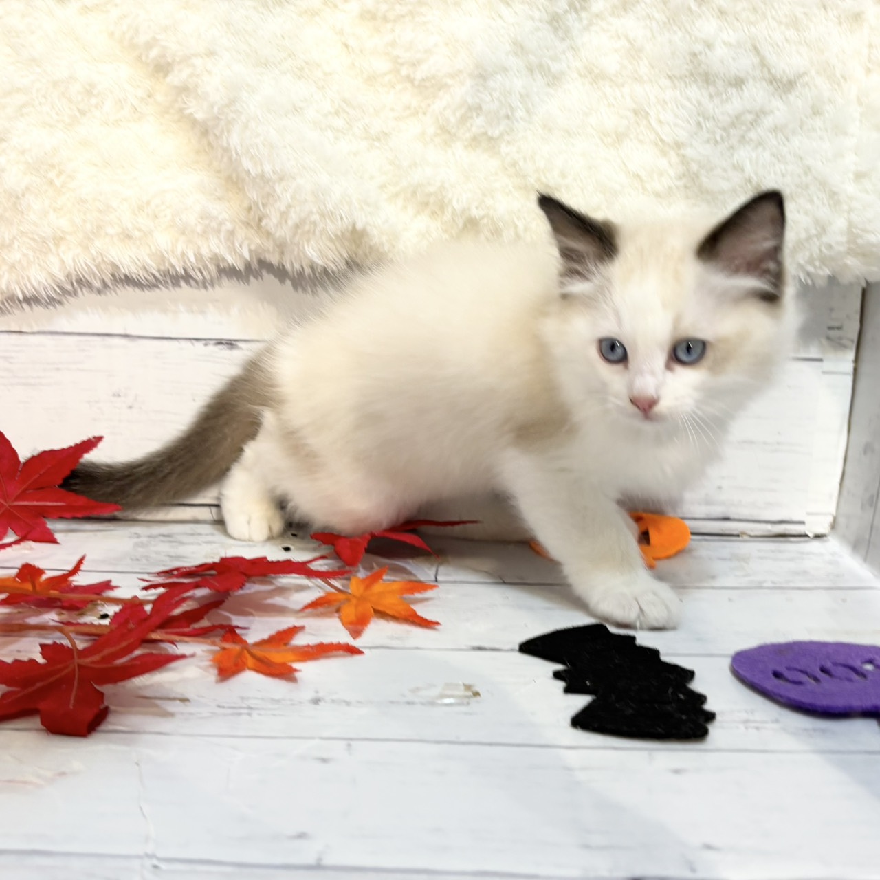 2025年9月1日生まれのラグドールの5枚目の写真