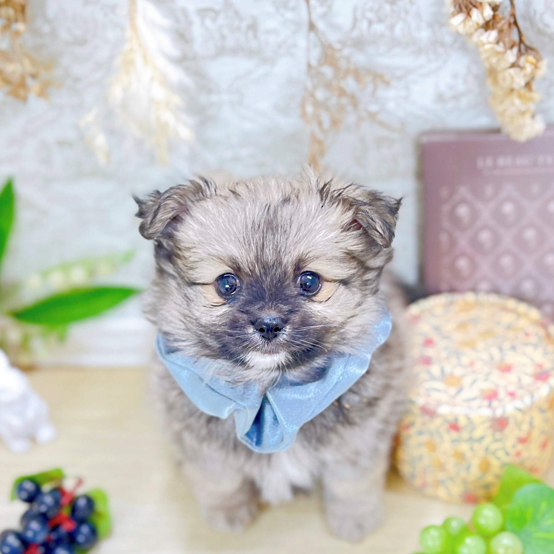 福井県のポメチワ/チワポメ/ポメチー(ポメラニアン×チワワ) (犬の家＆猫の里アミーゴ福井大和田店/2025年9月1日生まれ/男の子/ウルフセーブル)の子犬の1枚目の画像