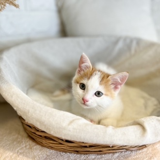 東京都のマンチカン (犬の家＆猫の里新宿店/2025年9月1日生まれ/男の子/レッドタビーホワイト)の子猫の1枚目の画像