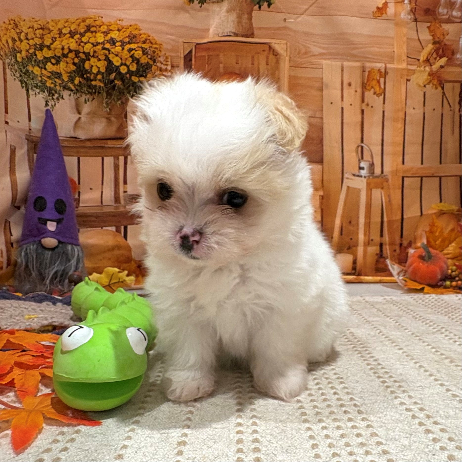 2025年9月2日生まれのポメマル/マルポメ(ポメラニアン×マルチーズ)の5枚目の写真