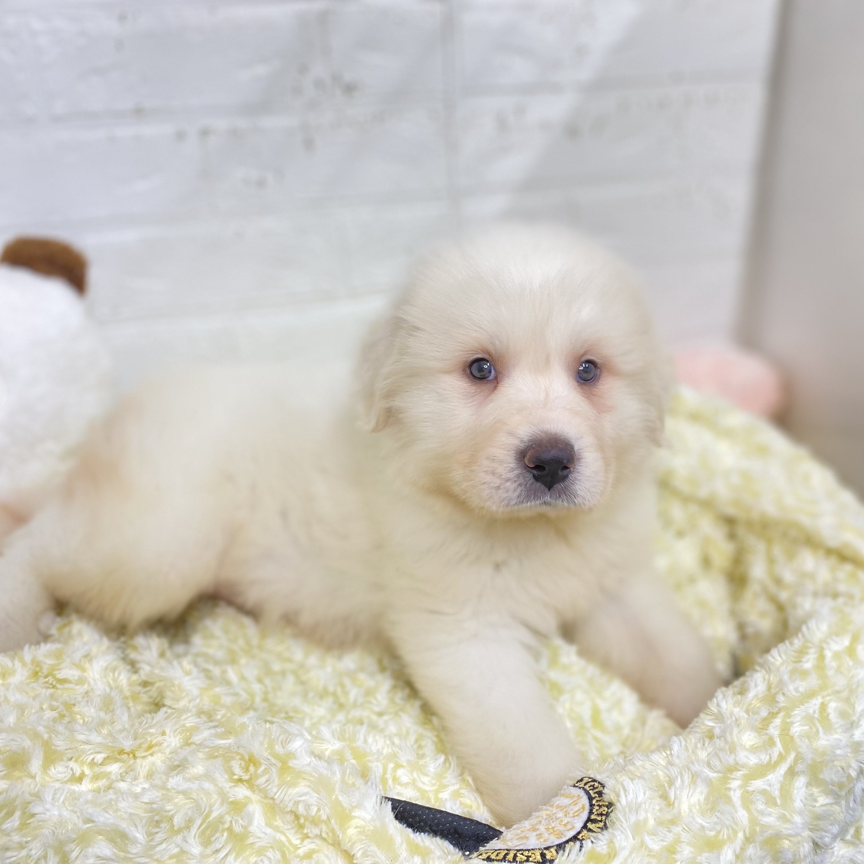 2025年9月2日生まれのグレートピレニーズの5枚目の写真